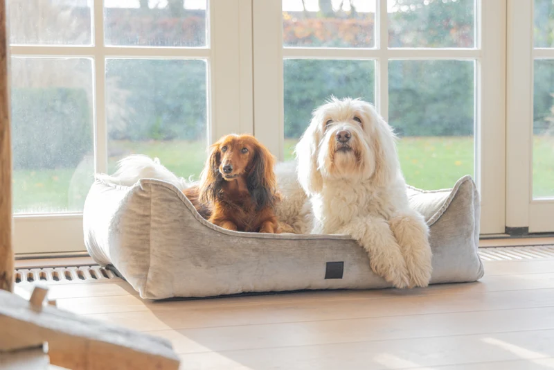 Designed by Lotte Soft Essence - Orthopädisches Hundebett - 65x60x24 cm