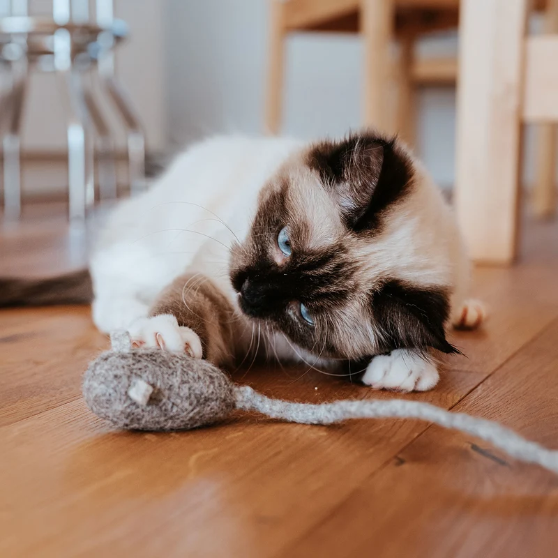 Katzenspielzeug Mousi long