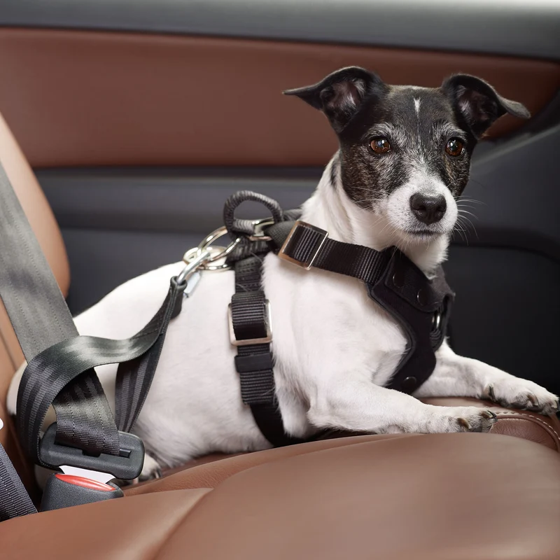 Auto-Rückhaltegeschirr Brixen