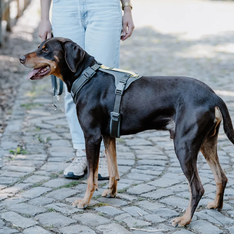 Geschirr Maldon 3.0