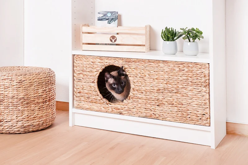 Katzenkörbchen für Billy Regal