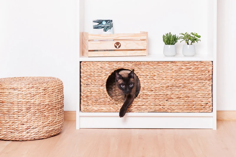 Katzenkörbchen für Billy Regal