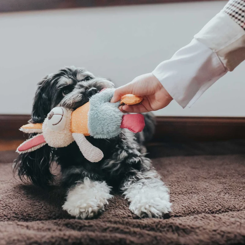 Hundespielzeug Muli