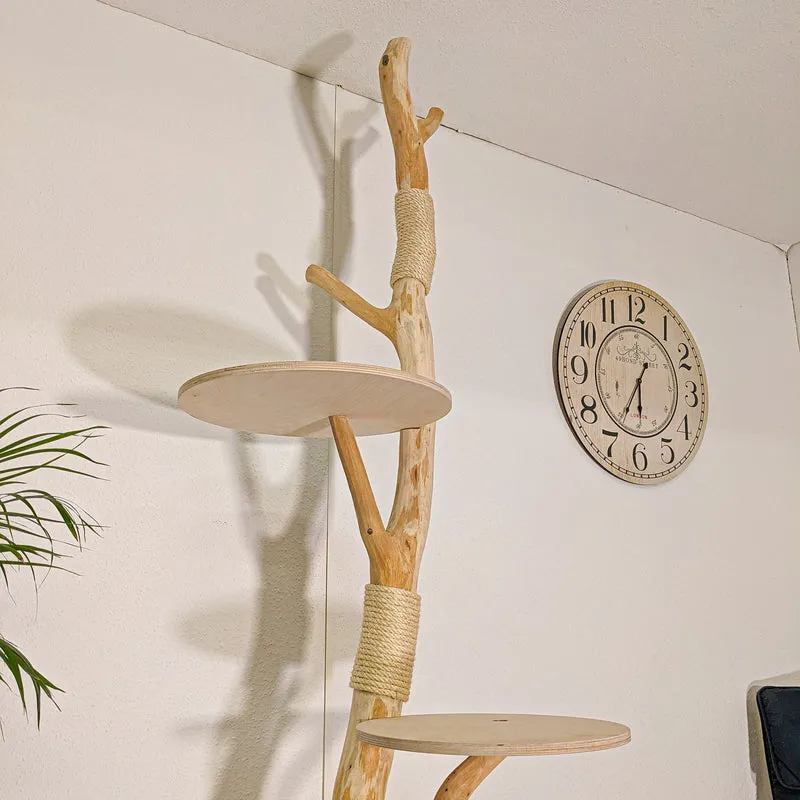 RESERVIERT - Naturkratzbaum 4442 Kratzbaum Natur Holz Design 240 cm hoch Katzenbaum