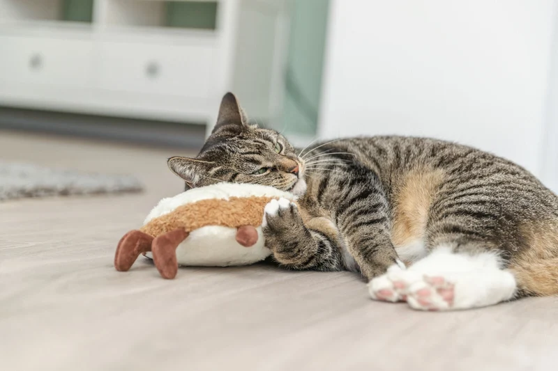 Toast XXL