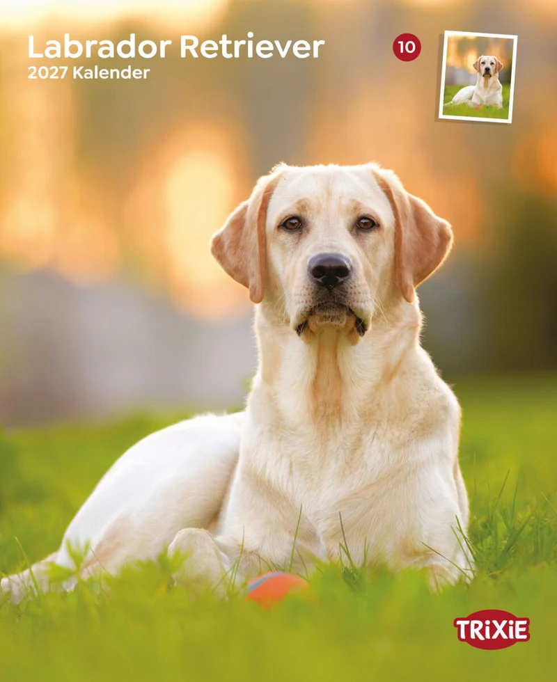 Kalender Labrador Retriever