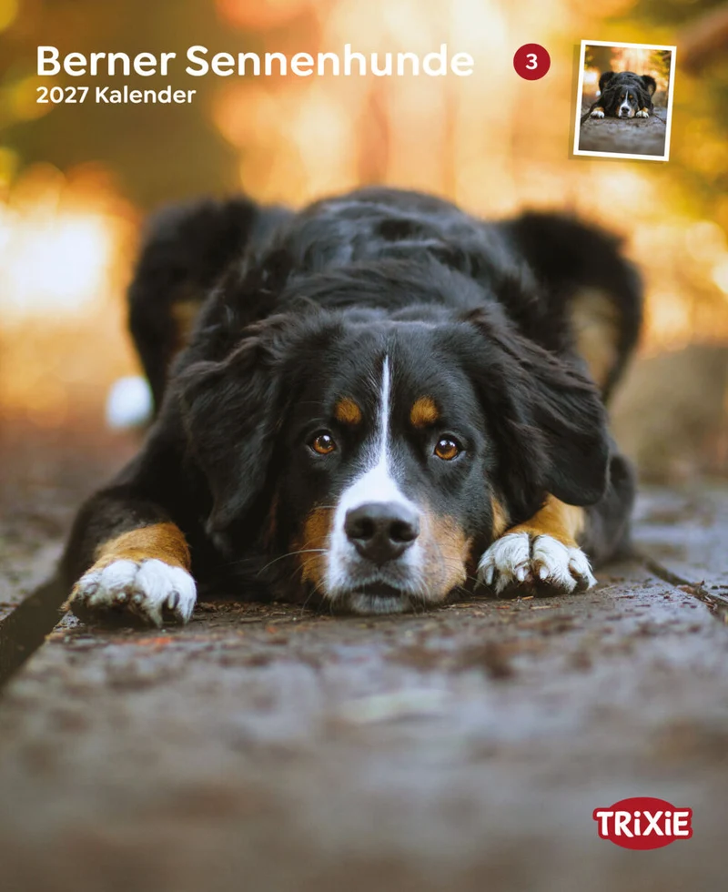 Kalender Berner Sennenhunde