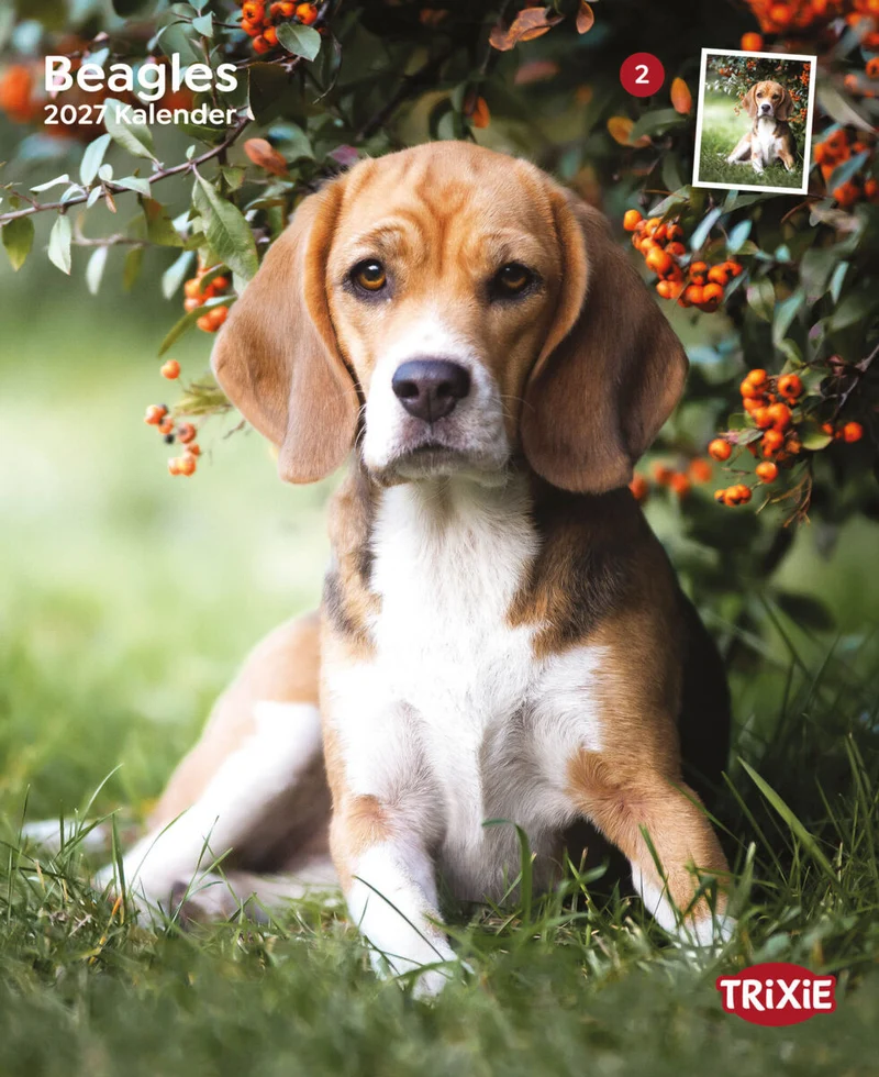 Kalender Beagle