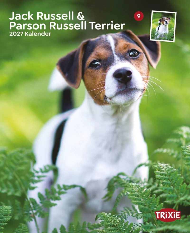 Kalender Jack Russell & Parson Russell Terrier
