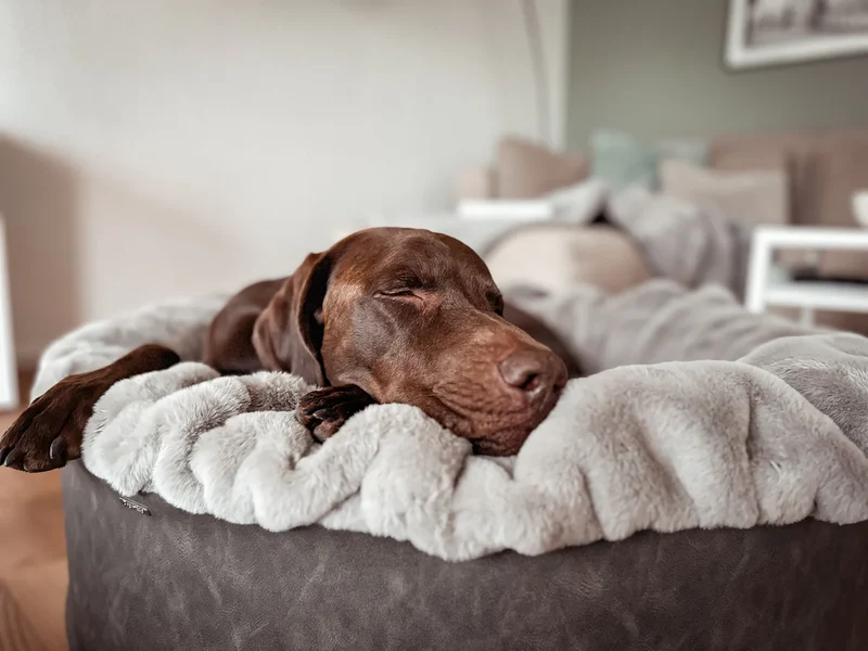 Hundebett Buddelnest - Grau