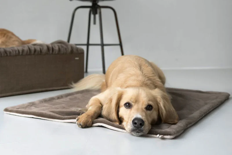 Hundedecke Webpelz Cappuccino