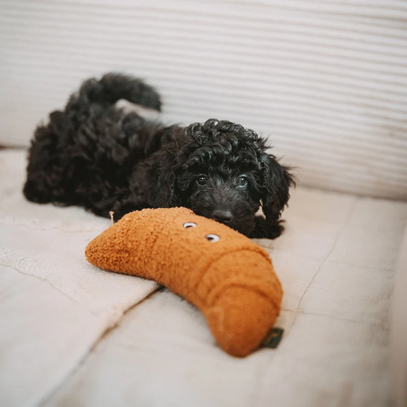 Hundespielzeug Belem