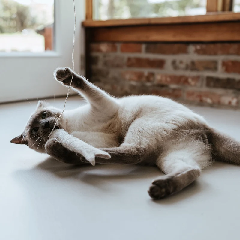 Katzenspielzeug Toller Hecht mit Schnur
