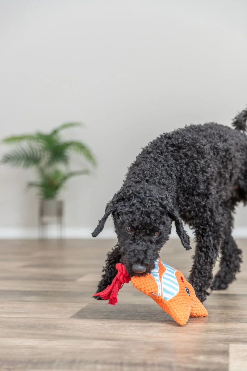 Geräuschloses Hundespielzeug Plüsch-Seestern mit Tau