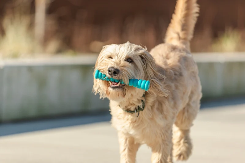 Hundespielzeug Super Strong Stick aus TPR, besonders robust