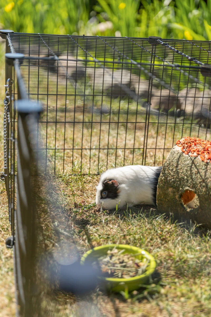 Geschlossenes Freilaufgehege aus Metall für Meerschweinchen und Kaninchen, erweiterbar