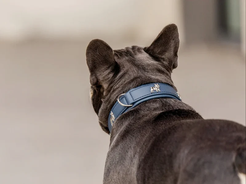 Halsband Französische Bulldogge - Jeans