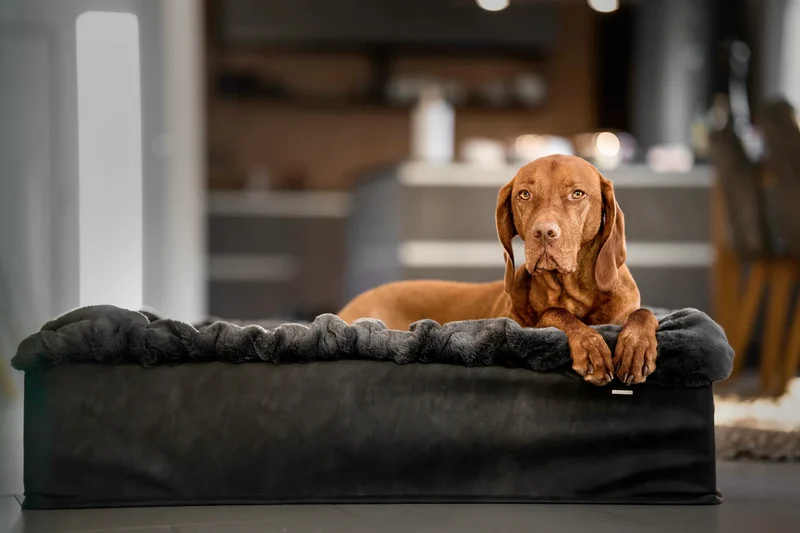 Hundebett Buddelbox - Dunkelgrau