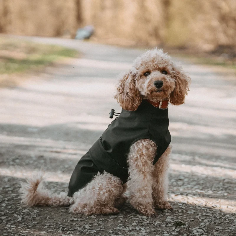 Hunde-Regenmantel schwarz
