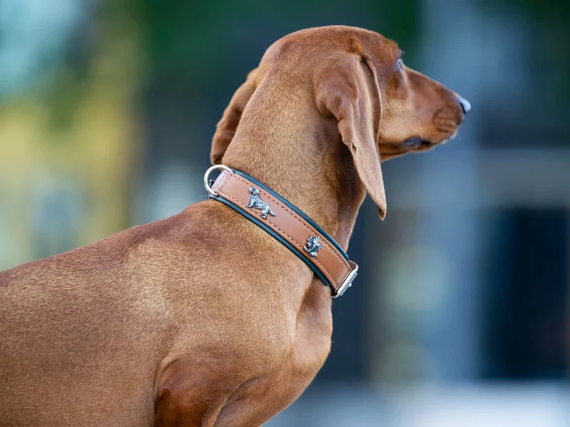 Halsband Dackel - Cognac