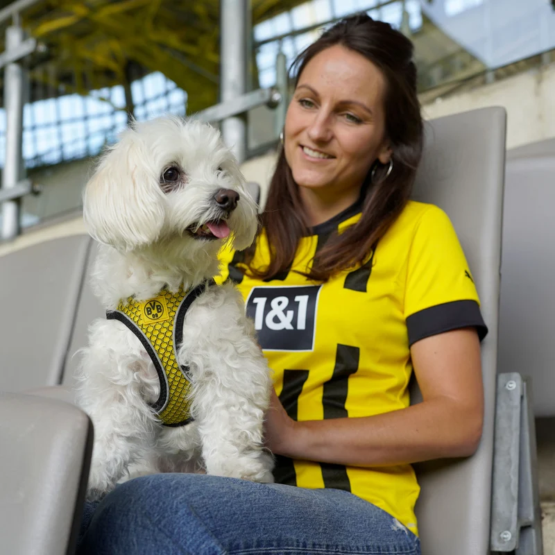 Geschirr Hilo Comfort BVB