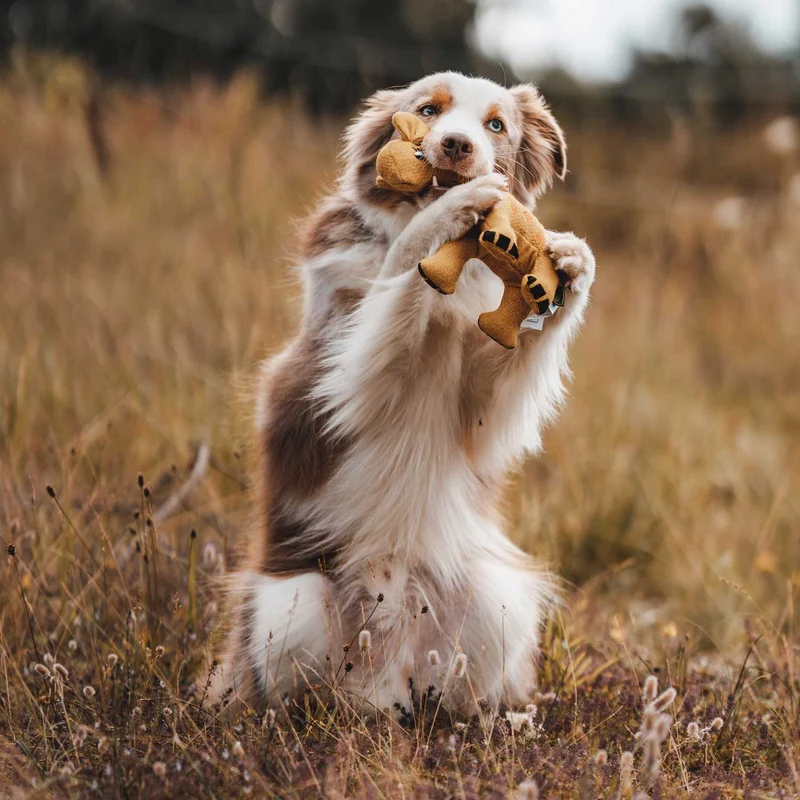 Hundespielzeug Eiby
