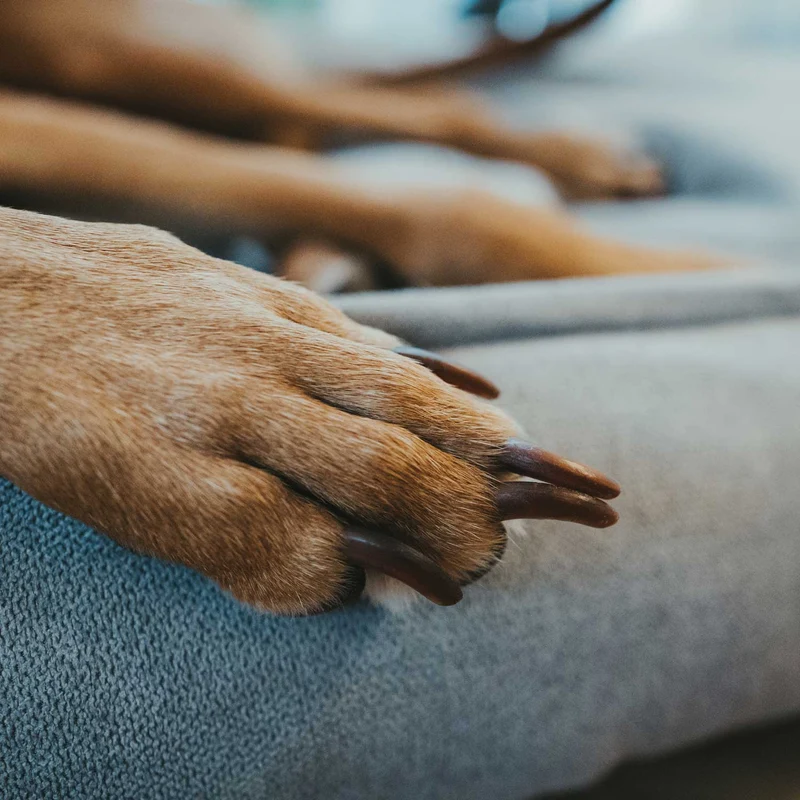 Hundesofa Eiby