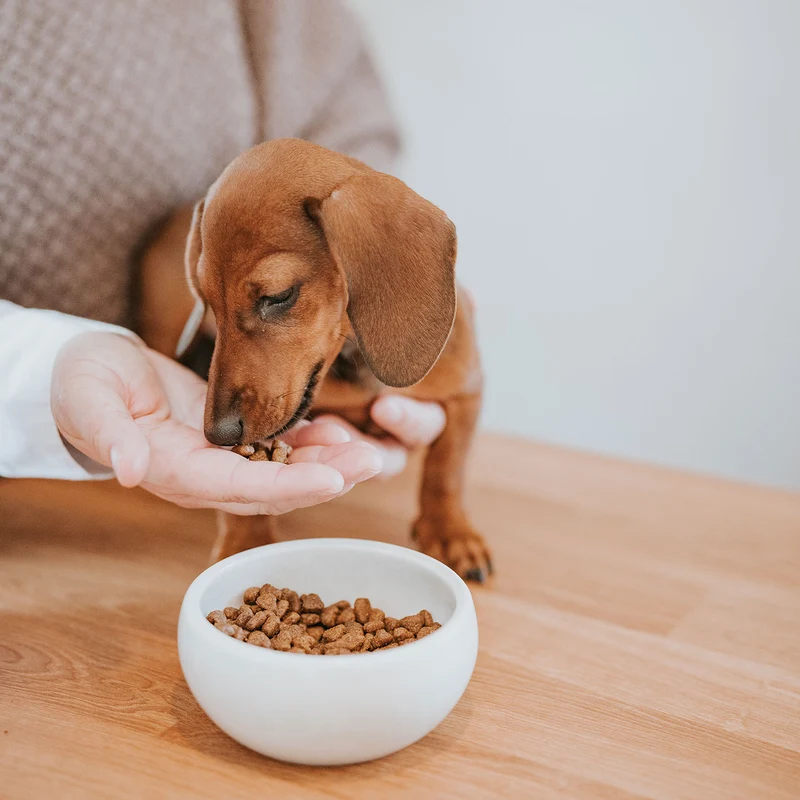 Hundefutter Boons Pute (für Welpen kleiner Rassen)