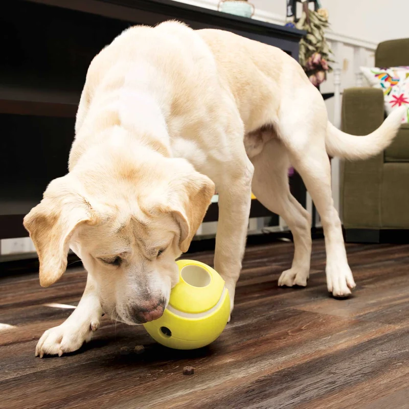 Hundespielzeug KONG® Rewards Tennis
