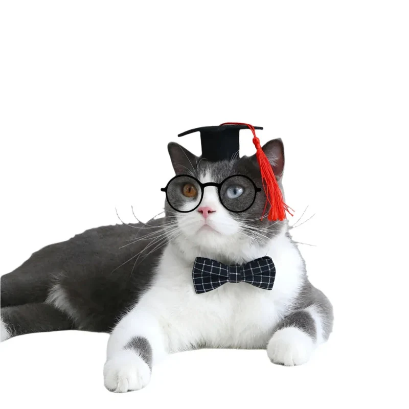 Pet Cat Dog Doctor's Degree Graduation Hat And Bow Tie