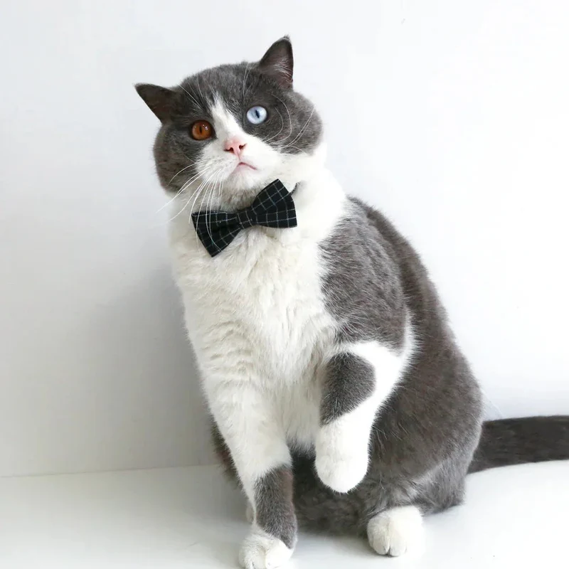 Pet Cat Dog Doctor's Degree Graduation Hat And Bow Tie