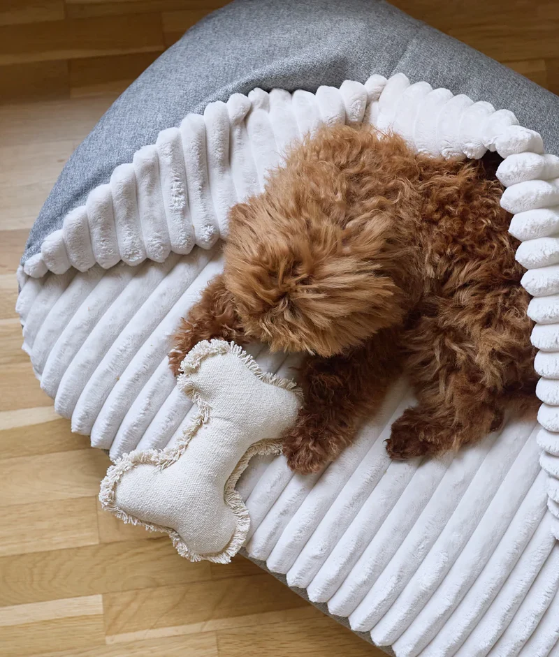 Hundebett mit Kapuze Grau