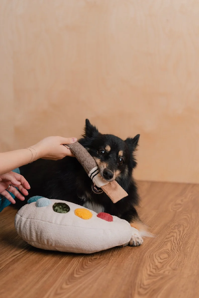 Hundespielzeug Farbpaletten-Set