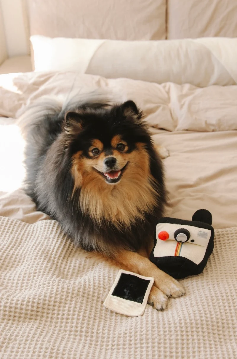 Hundespielzeug Kamera