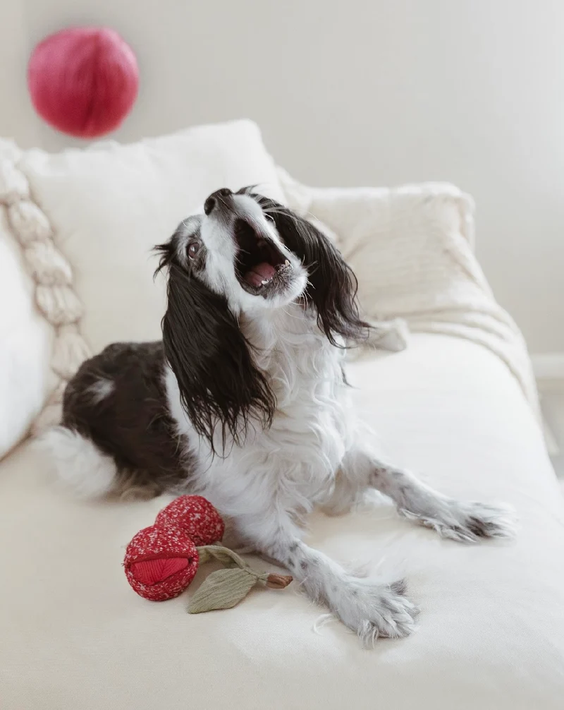 Hundespielzeug Cherry Pop