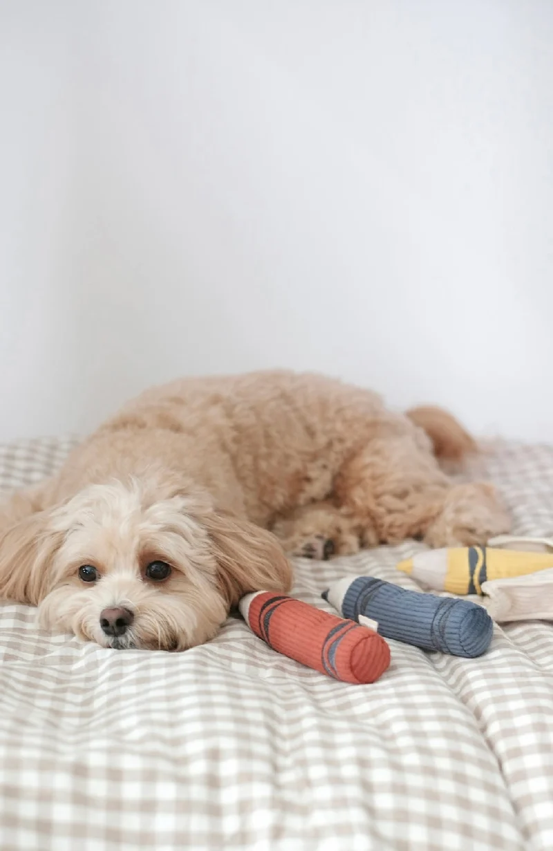 Hundespielzeug Buntstifte