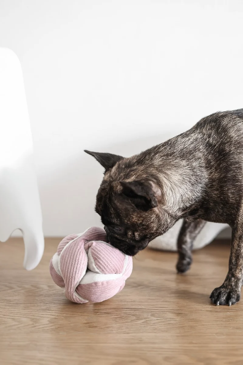 Hundespielzeug Monti