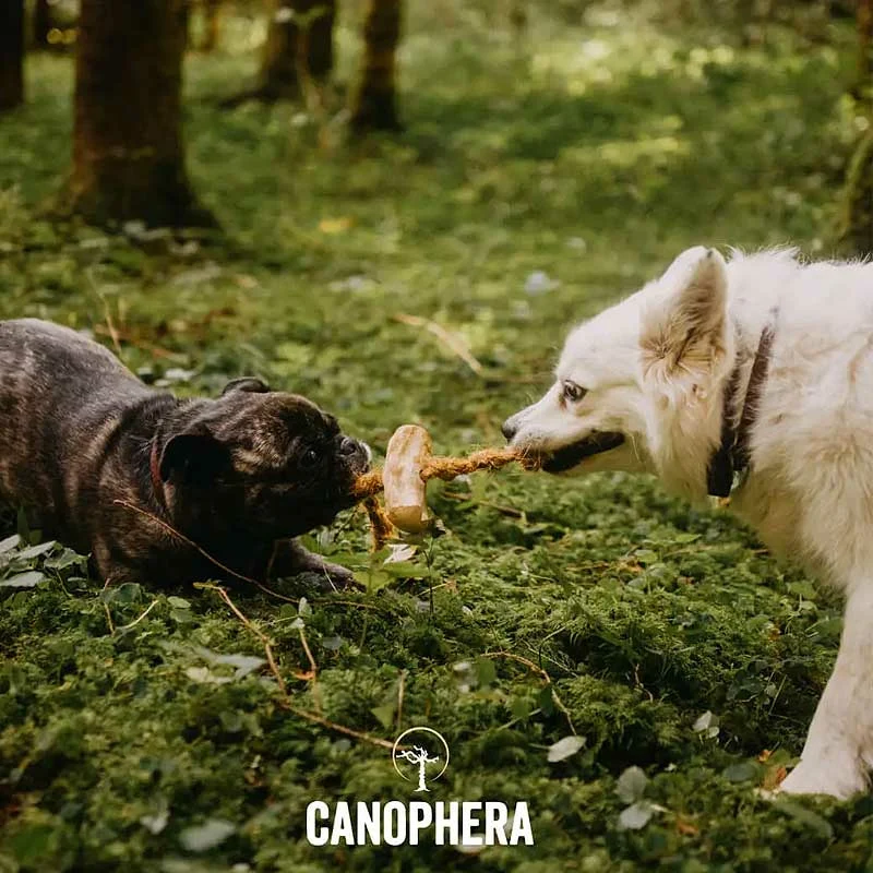 Hundekauspielzeug aus Kaffeeholz und Kokosseil