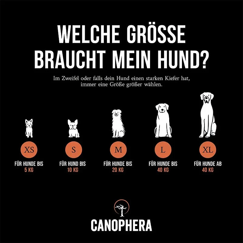 Hundekauwurzel aus Baumheide