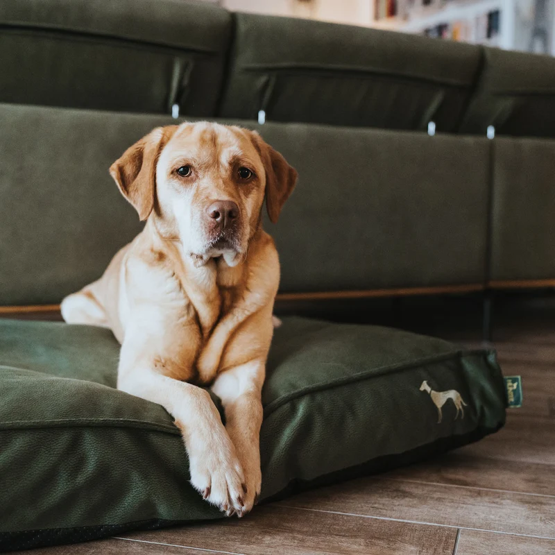 Orthopädisches/Ergonomisches Hundekissen Merida