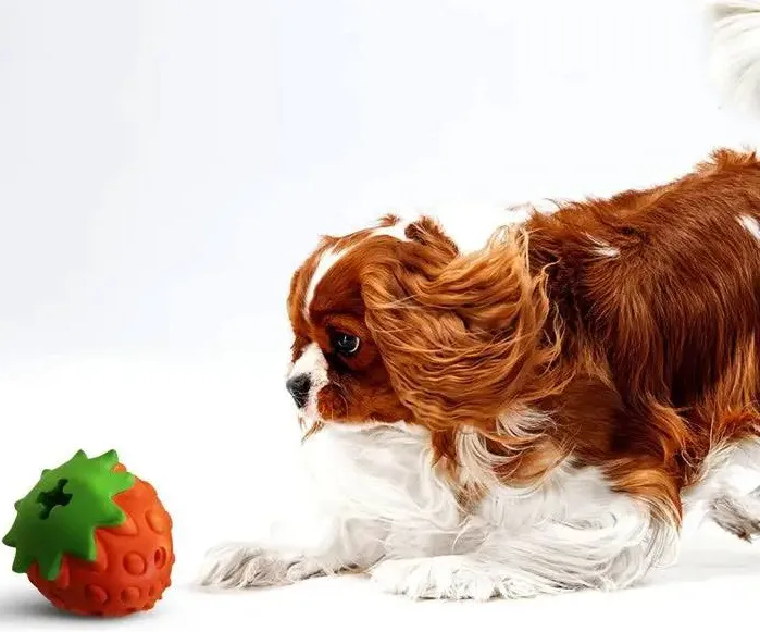 Hundespiel - Panton Strawberry - Crosses