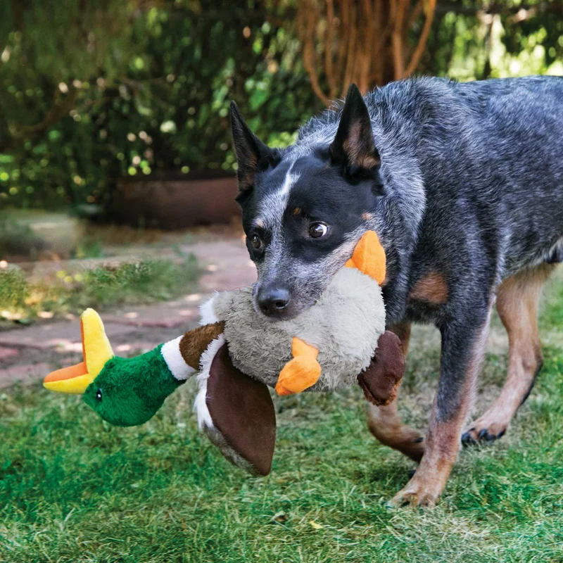 Hundespielzeug KONG® Shakers™ Honkers