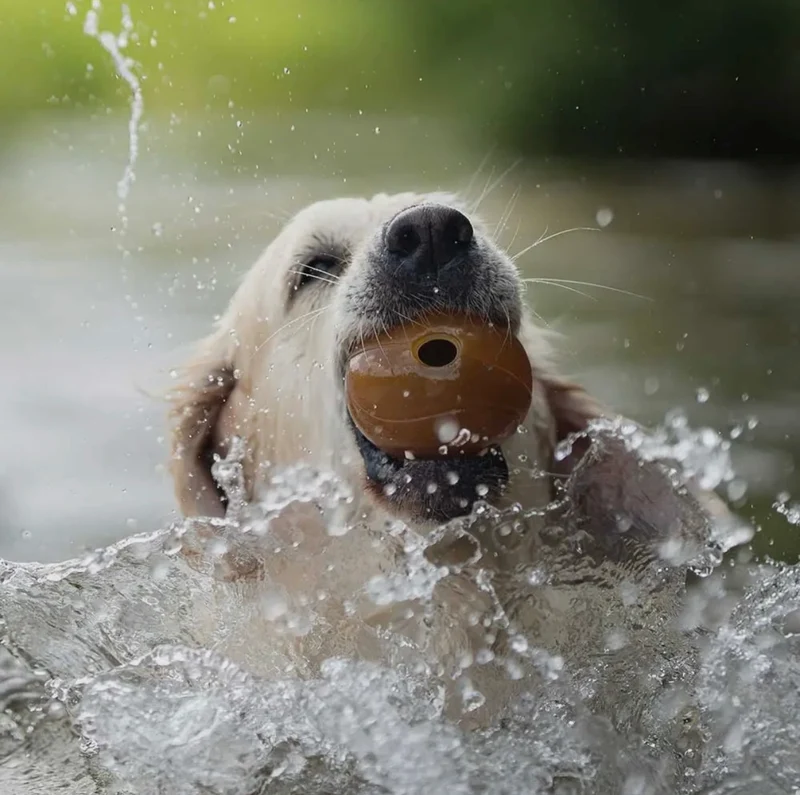 Ball Hundespielzeug