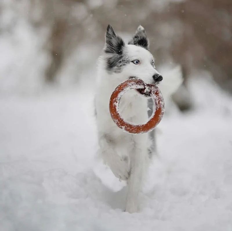 Bite Hundespielzeug