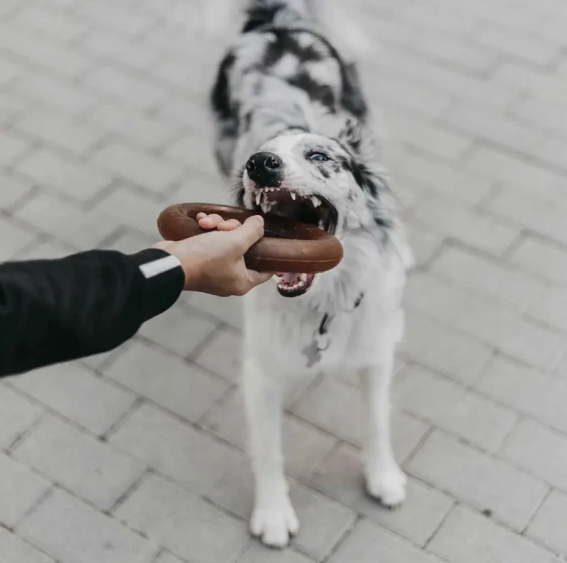 Bite Hundespielzeug