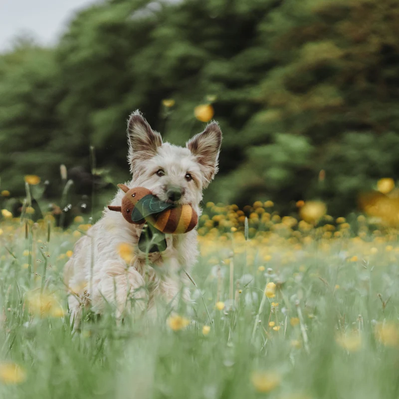 Hundespielzeug Florenz