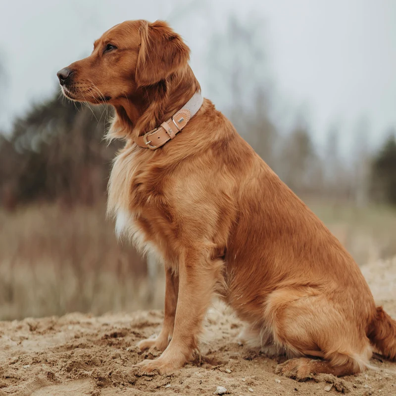 Halsband Trino