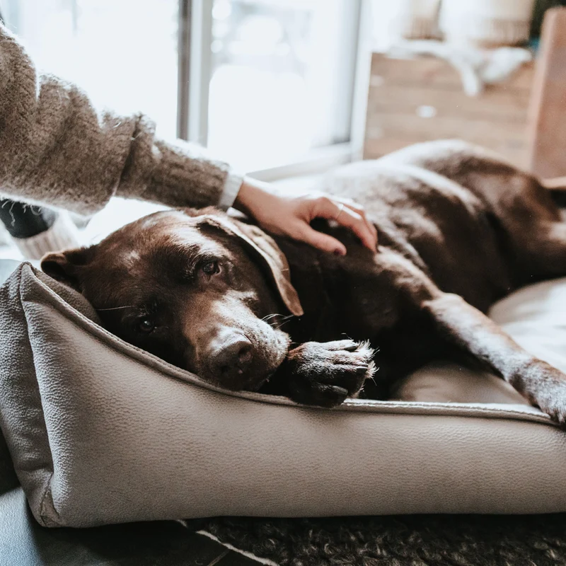 Orthopädisches/Ergonomisches Hundesofa Merida