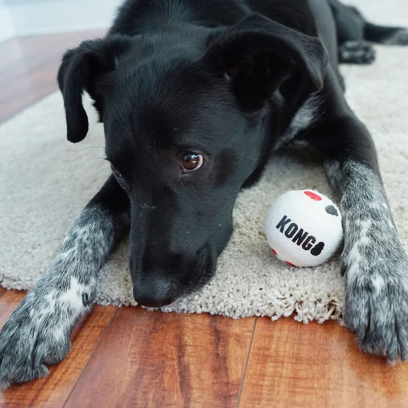 Hundespielzeug KONG® Signature Sport Balls