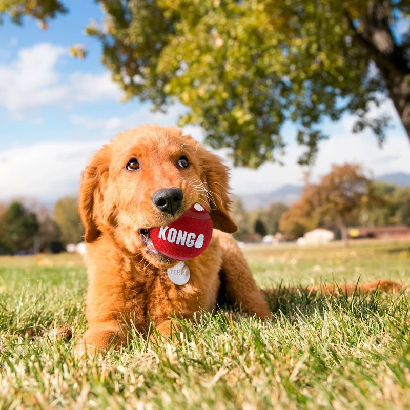 Hundespielzeug KONG® Signature Sport Balls